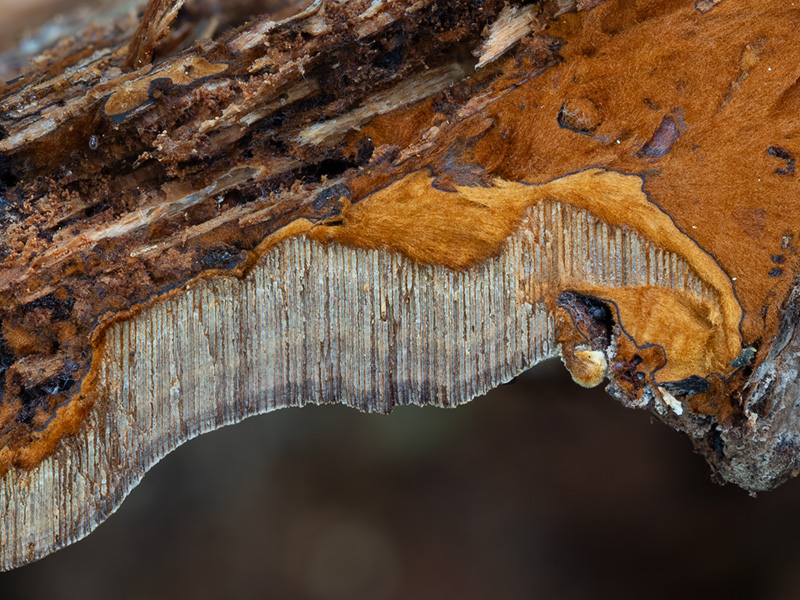 Phellinus nigrolimitatus